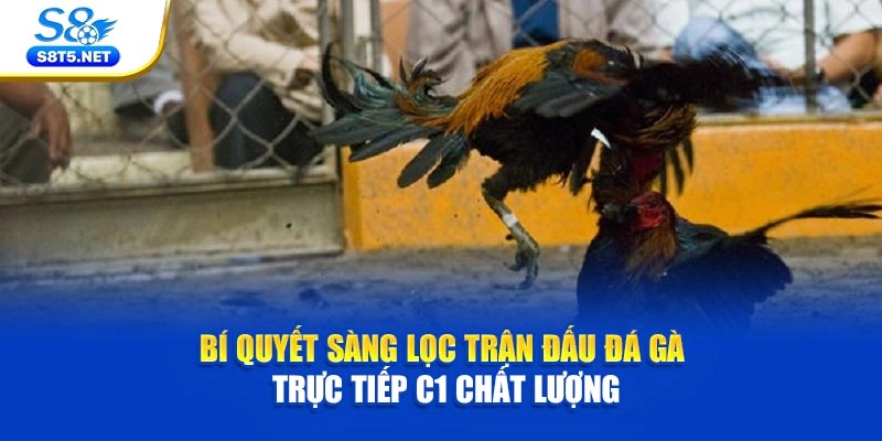 Bí quyết sàng lọc trận đấu đá gà trực tiếp C1 chất lượng