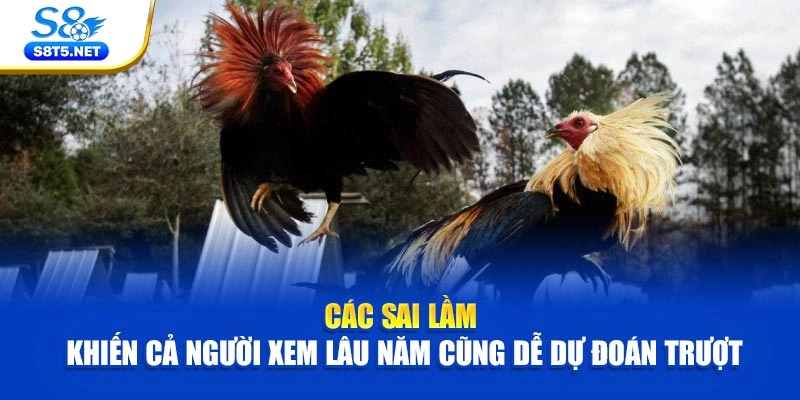 Các sai lầm khiến cả người xem lâu năm cũng dễ dự đoán trượt