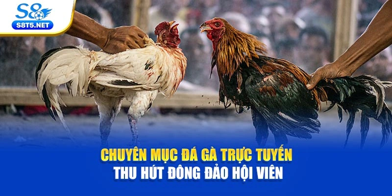 Chuyên mục đá gà trực tuyến thu hút đông đảo hội viên