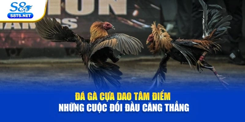 Đá Gà Cựa Dao - Tâm Điểm Những Cuộc Đối Đầu Căng Thẳng