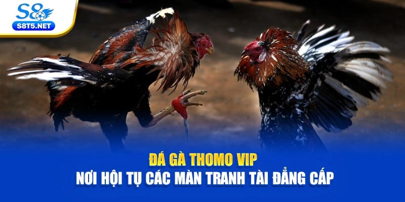 Đá Gà Thomo VIP - Nơi Hội Tụ Các Màn Tranh Tài Đẳng Cấp