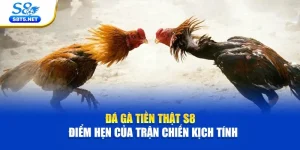 Đá Gà Tiền Thật S8 - Điểm Hẹn Của Trận Chiến Kịch Tính