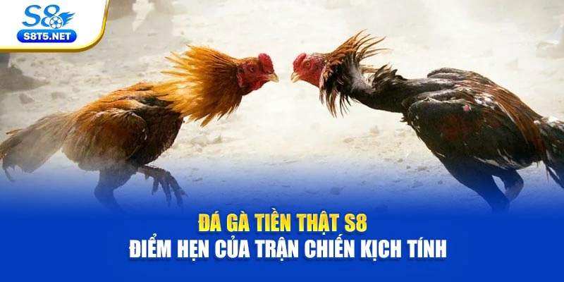 Đá Gà Tiền Thật S8 - Điểm Hẹn Của Trận Chiến Kịch Tính