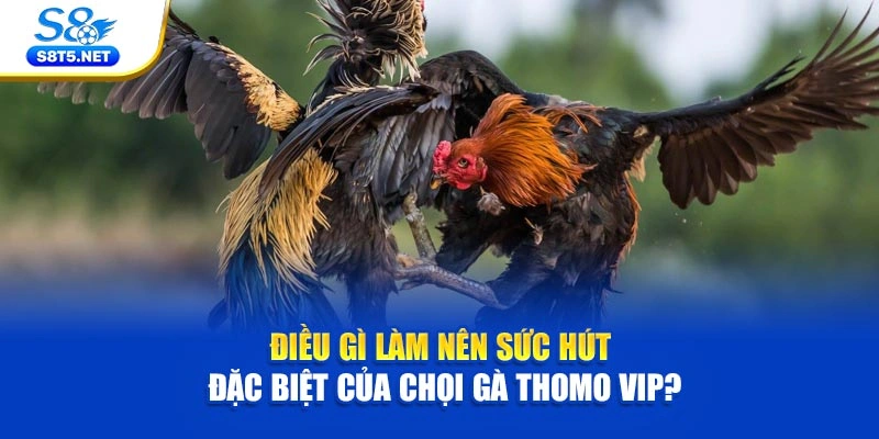 Điều gì làm nên sức hút đặc biệt của chọi gà Thomo VIP?