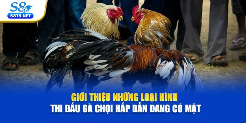 Giới thiệu những loại hình thi đấu gà chọi hấp dẫn đang có mặt
