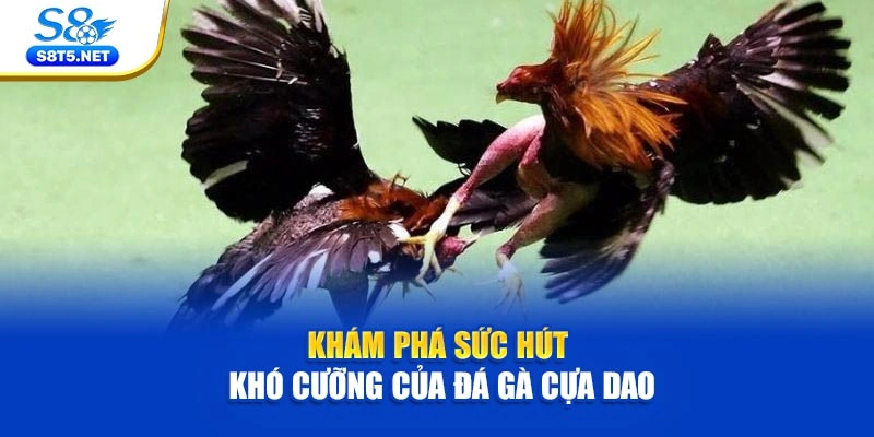Khám phá sức hút khó cưỡng của đá gà cựa dao
