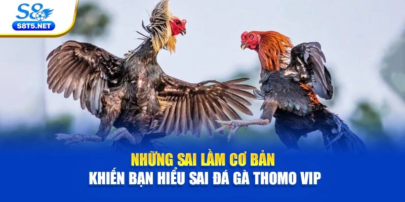 Những sai lầm cơ bản khiến bạn hiểu sai đá gà Thomo VIP