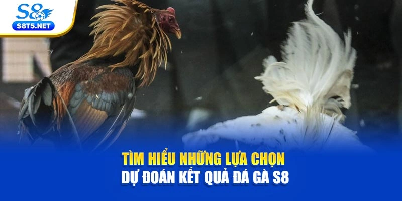 Tìm hiểu những lựa chọn dự đoán kết quả đá gà S8