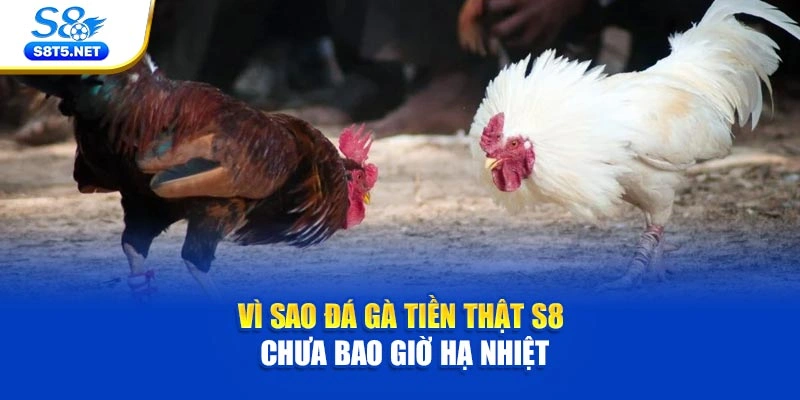 Vì sao đá gà tiền thật S8 chưa bao giờ hạ nhiệt