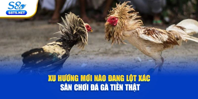 Xu hướng mới nào đang lột xác sân chơi đá gà tiền thật